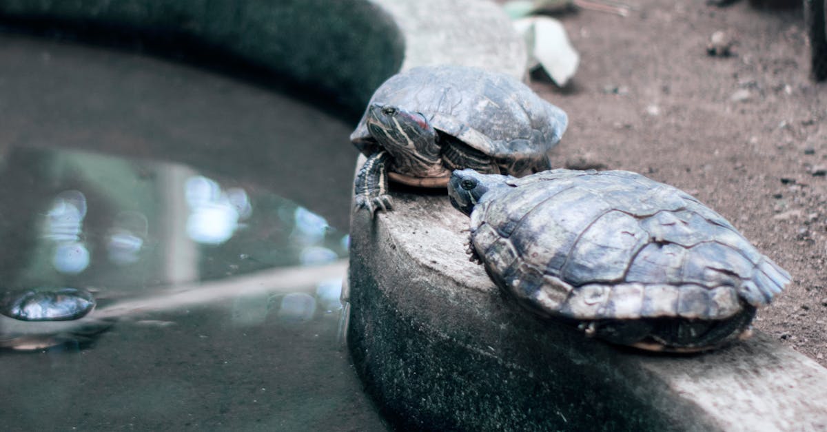 découvrez tout sur les terrariums : conseils de création, idées déco et astuces d’entretien pour créer un écosystème miniature naturel chez vous.