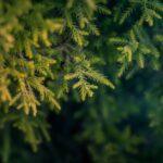 Dicksonia antartica : découvrez la fougère arborescente la plus résistante découvrez la fougère arborescente, une plante majestueuse au feuillage luxuriant idéale pour apporter une touche exotique à votre jardin ou à votre intérieur. conseils d’entretien et astuces pour la cultiver facilement.