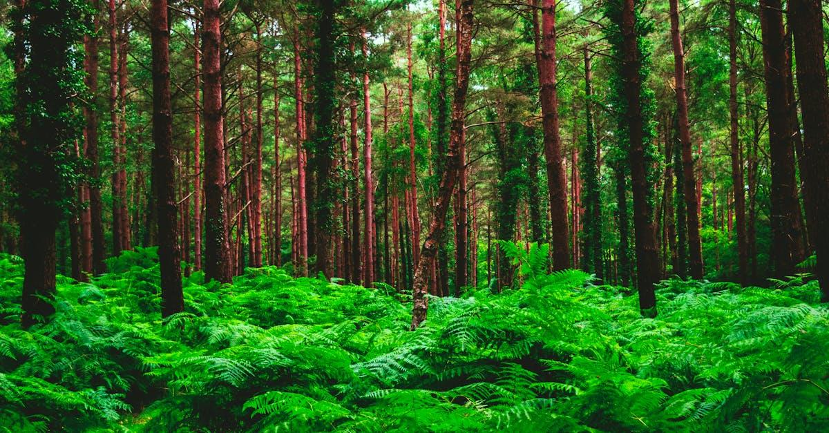 découvrez la fougère arborescente, une plante majestueuse au feuillage luxuriant, idéale pour apporter une touche exotique et naturelle à votre jardin ou intérieur. conseils d'entretien, idées de décoration et informations sur sa culture.