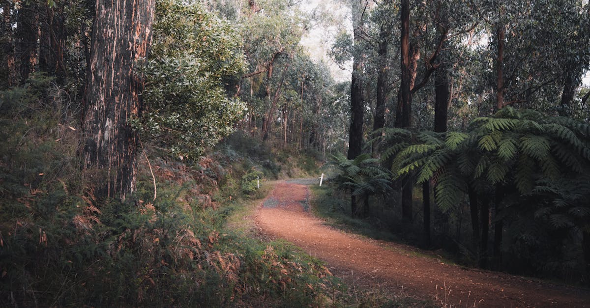 découvrez la fougère arborescente, une plante d’intérieur et d’extérieur au feuillage luxuriant, idéale pour apporter une touche exotique et décorative à votre jardin ou votre intérieur.