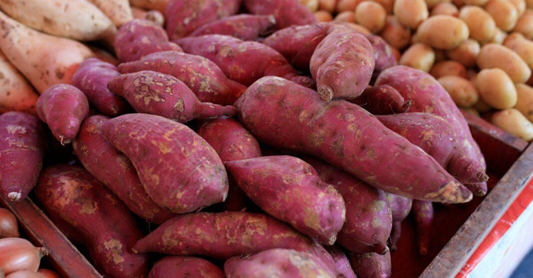 découvrez tout sur les tubercules : variétés, bienfaits nutritionnels et conseils pour les cuisiner facilement. adoptez ces aliments sains et savoureux dans votre quotidien !