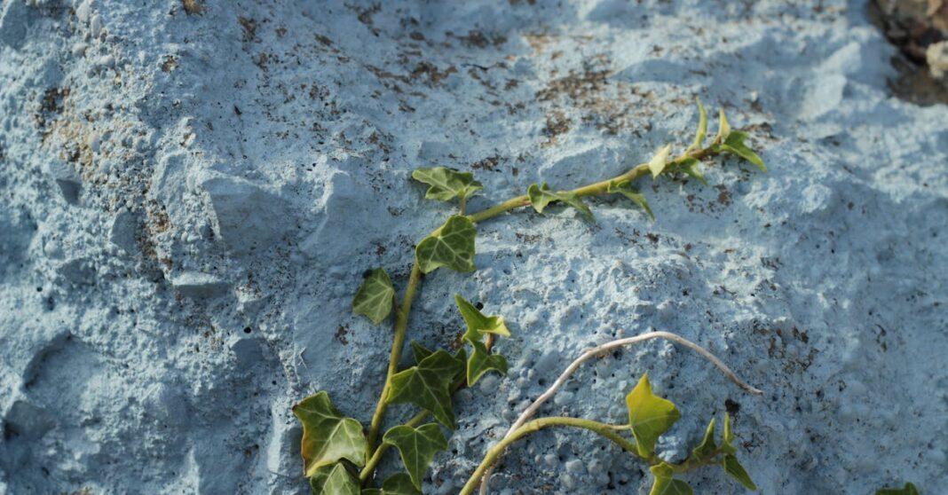 apprenez comment tailler les vignes efficacement pour stimuler leur croissance, améliorer la qualité du raisin et entretenir votre vigne tout au long de l'année.