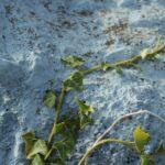 Comment bien tailler la vigne-vierge : conseils pratiques et timing idéal apprenez comment tailler les vignes efficacement pour stimuler leur croissance, améliorer la qualité du raisin et entretenir votre vigne tout au long de l'année.