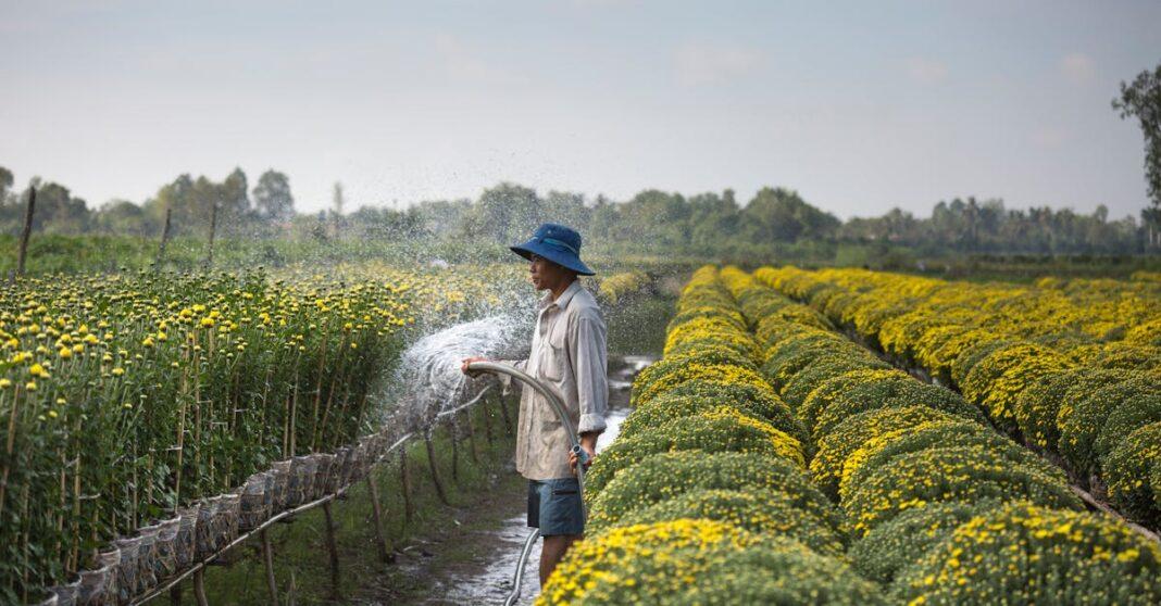 découvrez toutes les astuces et conseils pour le watering, l'arrosage efficace de vos plantes et jardins. optimisez l'utilisation de l'eau pour une végétation en pleine santé toute l'année.
