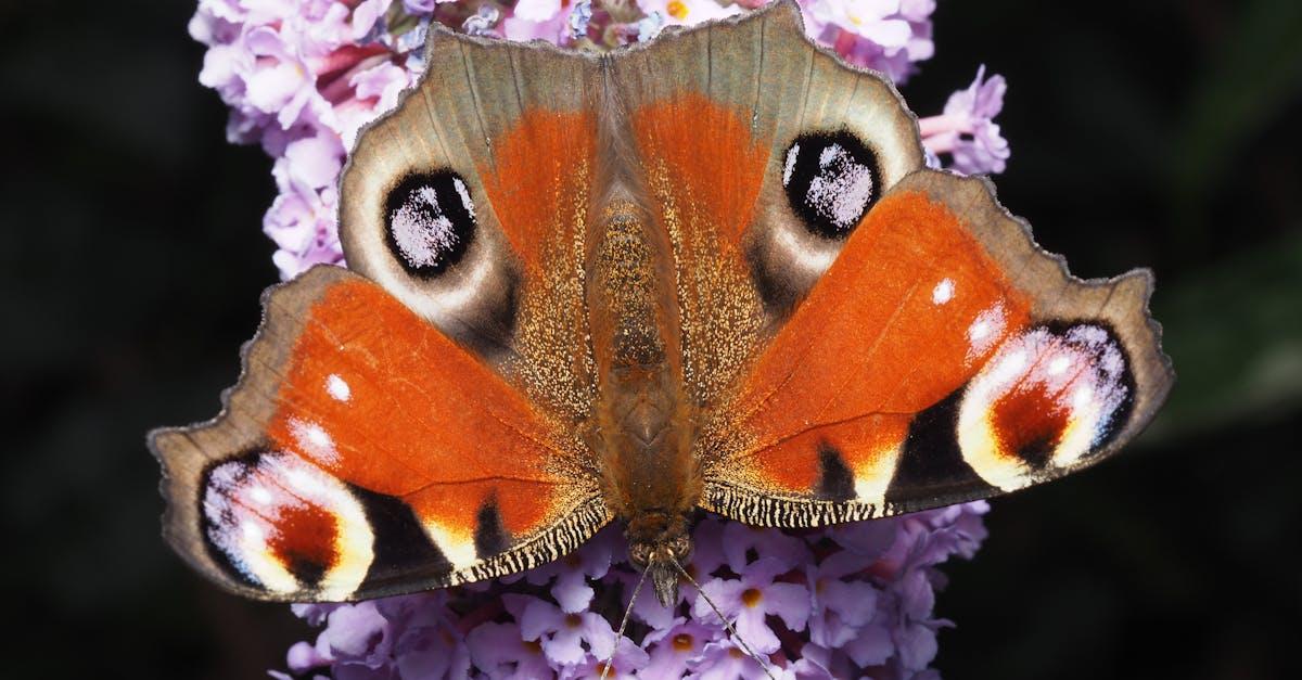 découvrez le monde fascinant des abeilles sauvages : leur rôle essentiel dans la pollinisation, leur diversité et comment les protéger pour préserver la biodiversité.