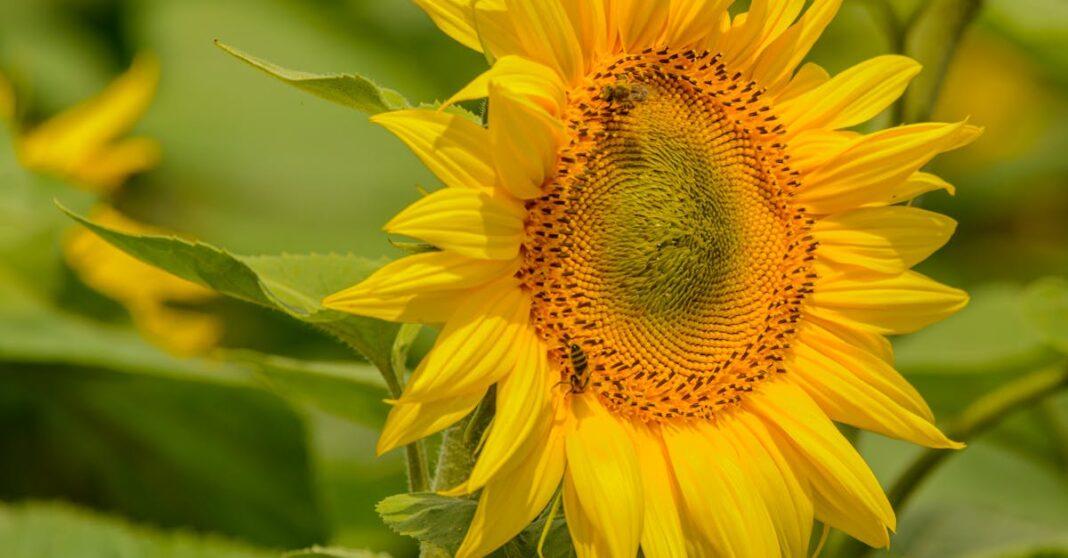 découvrez le monde fascinant des abeilles sauvages : leur rôle crucial dans la pollinisation, leur diversité, et comment les protéger pour préserver la biodiversité.
