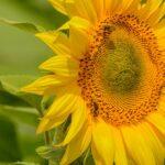 Découvrez comment identifier les abeilles sauvages découvrez le monde fascinant des abeilles sauvages : leur rôle crucial dans la pollinisation, leur diversité, et comment les protéger pour préserver la biodiversité.