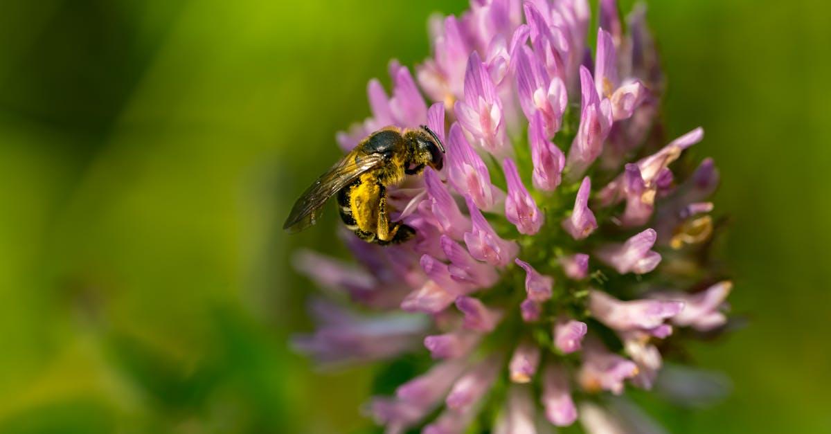 découvrez l'univers fascinant des abeilles sauvages : leur rôle essentiel dans la pollinisation, leur diversité, et comment les protéger pour préserver la biodiversité.