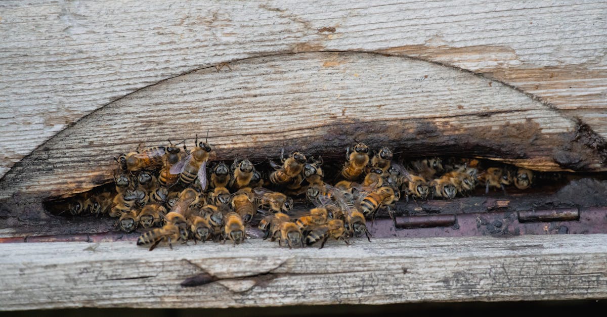 découvrez le rôle essentiel des abeilles sauvages dans la pollinisation, leurs différentes espèces, leur mode de vie fascinant et comment les protéger pour préserver la biodiversité.