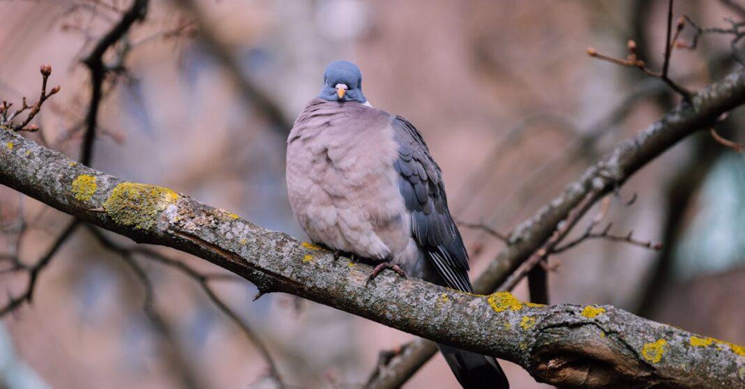 découvrez le woodpigeon, également connu sous le nom de pigeon ramier : habitat, alimentation, comportement et conseils pour l'observer dans la nature.