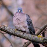 À la découverte du pigeon ramier, un oiseau emblématique des forêts européennes découvrez le woodpigeon, également connu sous le nom de pigeon ramier : habitat, alimentation, comportement et conseils pour l'observer dans la nature.
