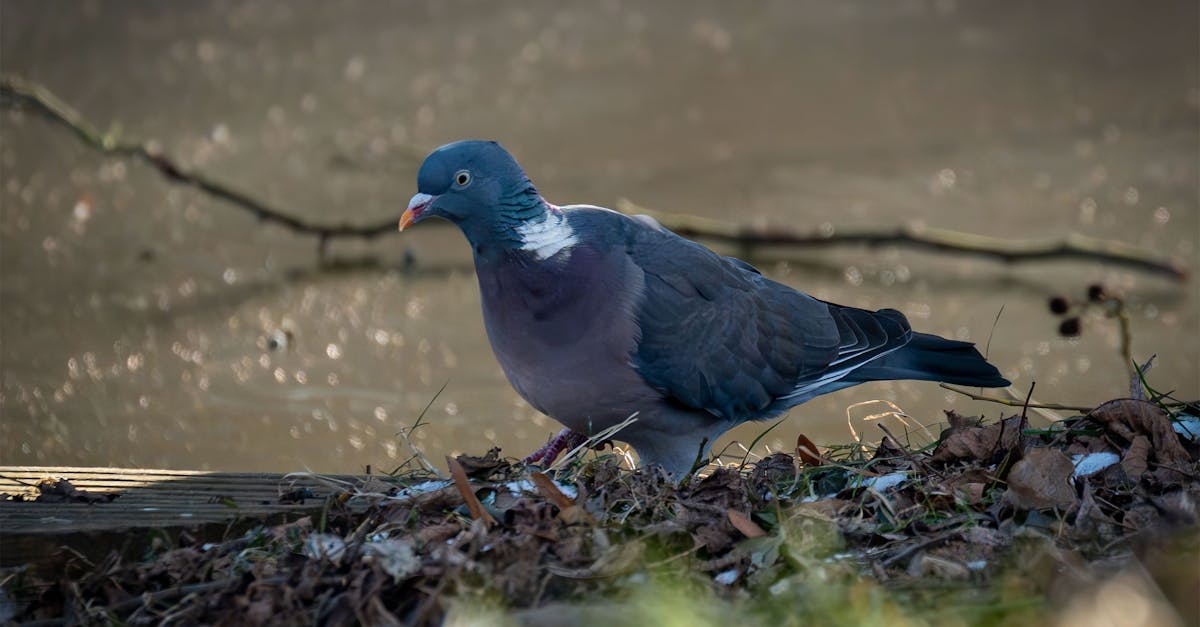 découvrez tout sur le woodpigeon, ou pigeon ramier : caractéristiques, habitat, alimentation et comportement de cet oiseau commun des forêts et jardins en europe.