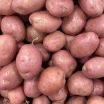 Détails essentiels pour cultiver la pomme de terre Amandine découvrez comment cultiver la pomme de terre amandine : conseils pratiques pour la plantation, l’entretien et la récolte afin d’obtenir une récolte abondante et savoureuse.