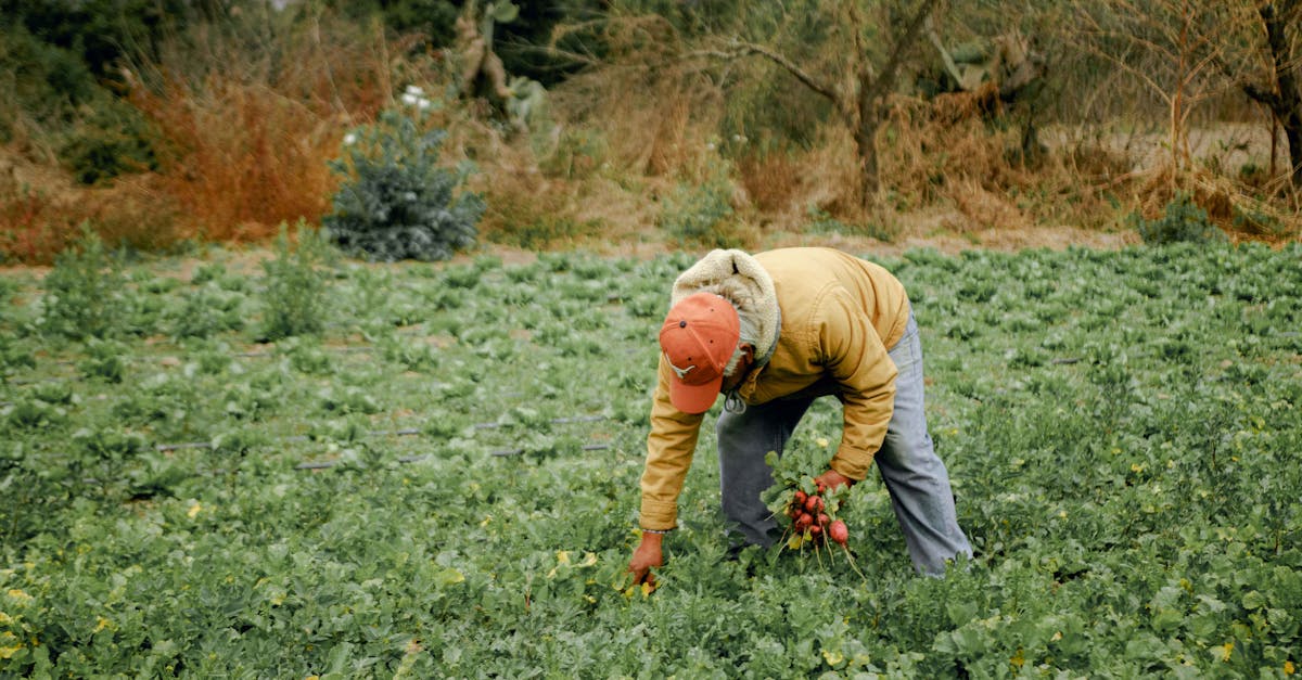 découvrez comment cultiver la pomme de terre amandine : conseils pratiques, étapes de plantation et astuces pour obtenir une récolte abondante de cette variété savoureuse.
