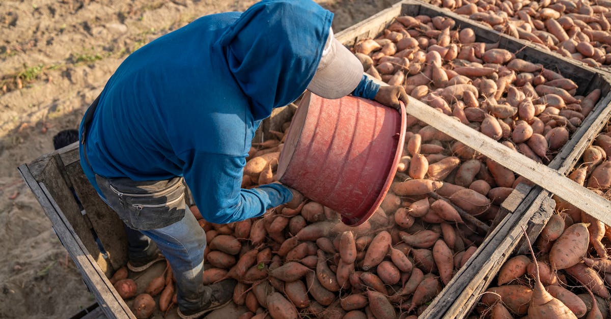 découvrez comment cultiver la pomme de terre amandine : conseils pratiques, préparation du sol, semis, entretien et récolte pour obtenir une belle production.