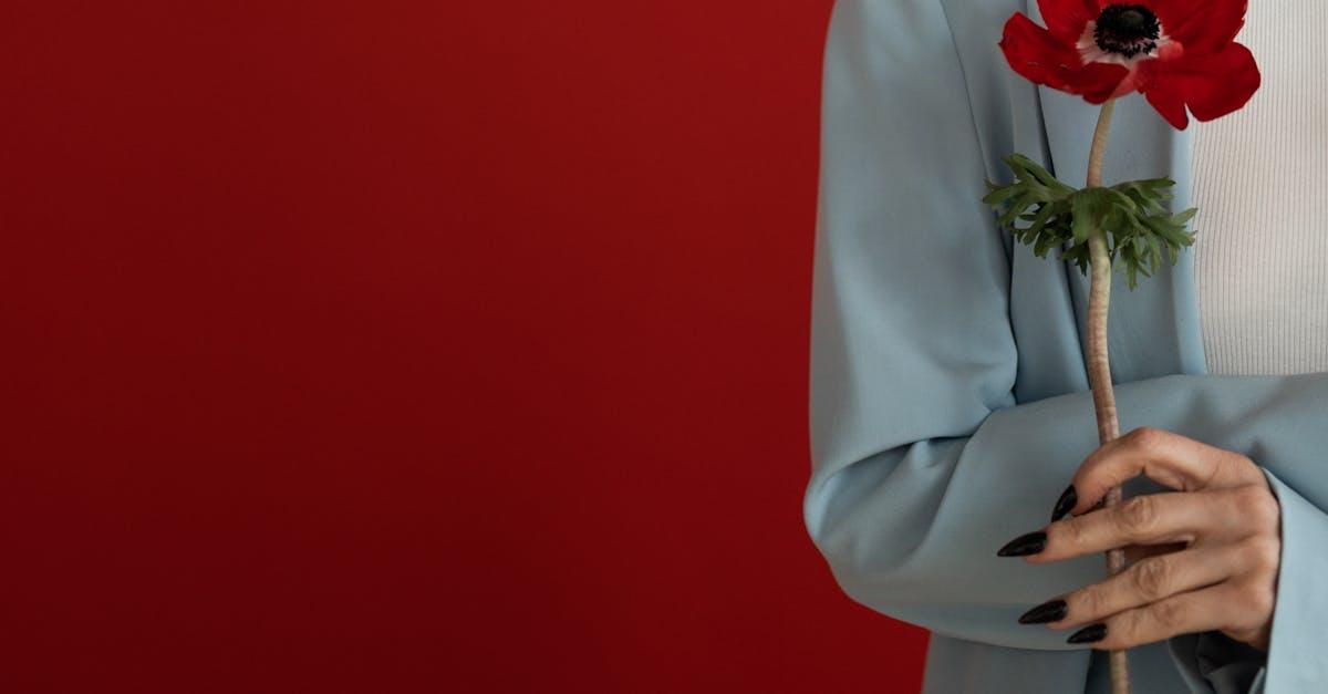 découvrez l'anémone, une fleur élégante aux couleurs variées, symbole de délicatesse et de renouveau. parfait pour sublimer vos jardins ou bouquets, l'anémone apporte une touche de fraîcheur et de poésie à votre environnement.