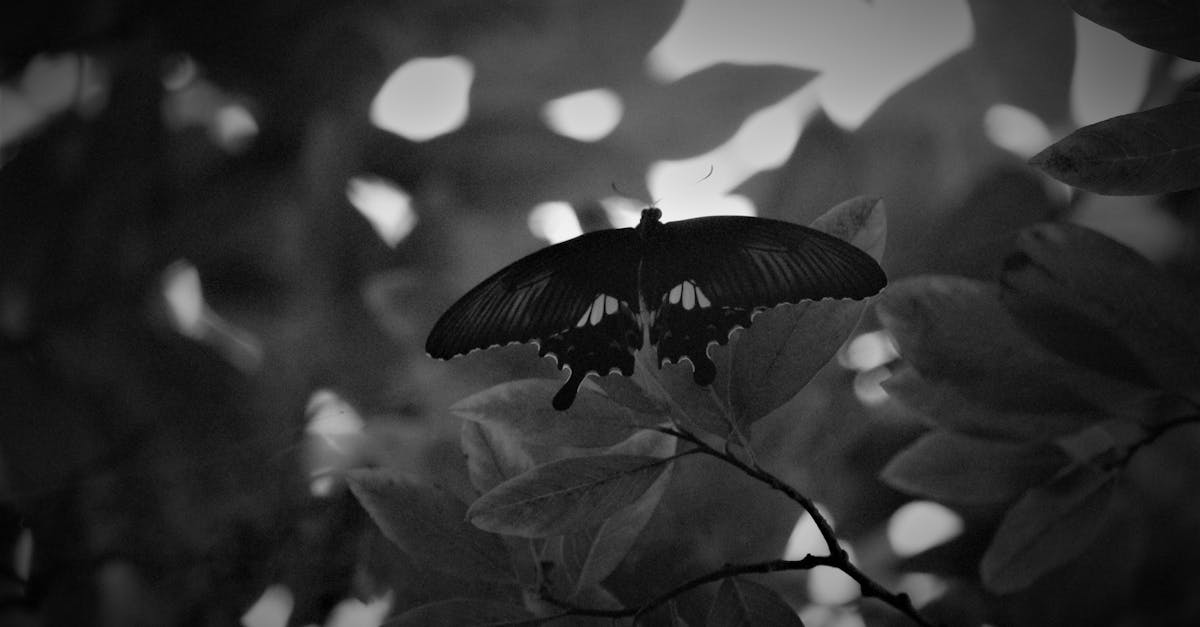 découvrez l'aristolochia, un genre de plantes grimpantes aux fleurs originales, réputées pour leurs propriétés médicinales et leur rôle décoratif dans les jardins. trouvez conseils, précautions et curiosités sur cette plante étonnante.