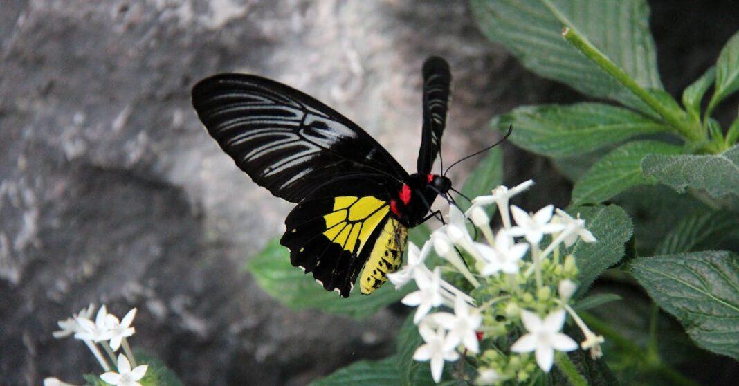 découvrez aristolochia, un genre de plantes aux formes originales, connu pour ses propriétés médicinales et ornementales. apprenez-en plus sur ses espèces, usages traditionnels et précautions d'emploi.