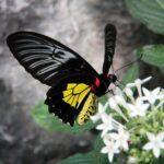 Découvrez l'aristoloche : une plante fascinante à connaître découvrez aristolochia, un genre de plantes aux formes originales, connu pour ses propriétés médicinales et ornementales. apprenez-en plus sur ses espèces, usages traditionnels et précautions d'emploi.