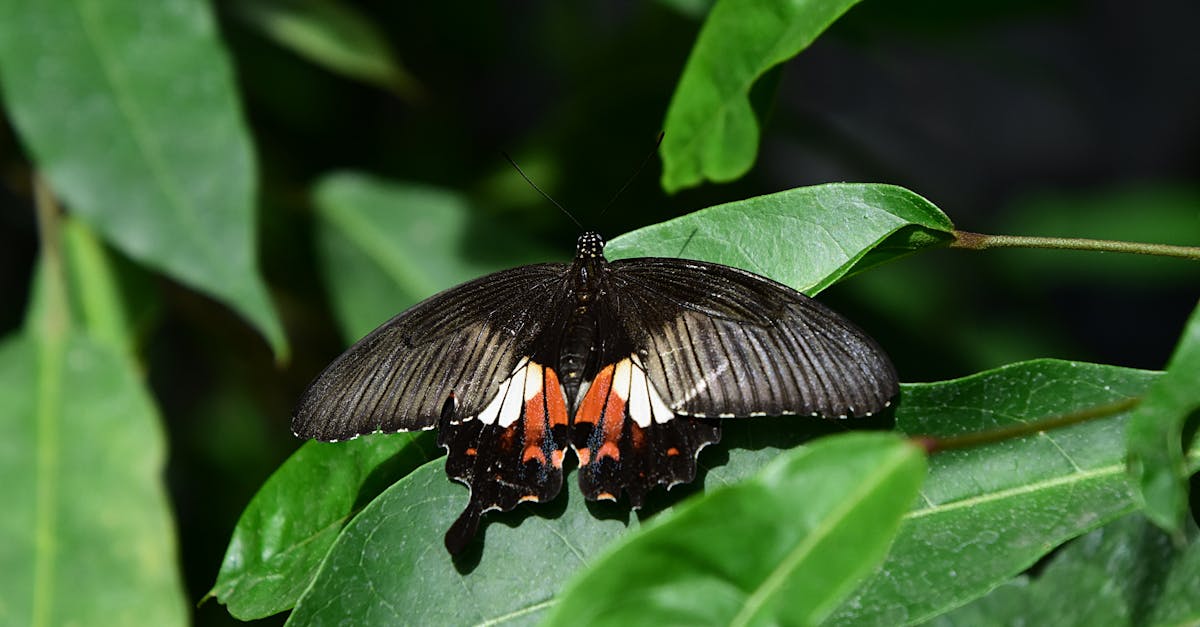 découvrez aristolochia, un genre de plantes aux formes originales, réputé pour ses utilisations médicinales traditionnelles mais aussi pour sa toxicité. informations sur ses caractéristiques, son histoire et ses précautions d'usage.