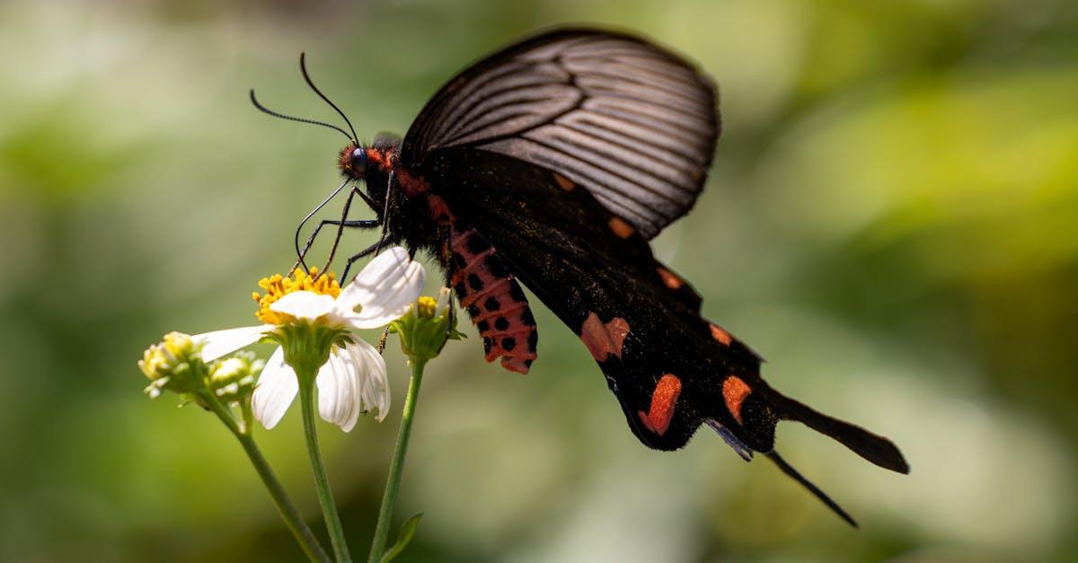 découvrez l'aristolochia, une plante originale appréciée pour ses fleurs étonnantes et ses usages traditionnels. apprenez-en plus sur sa culture, ses propriétés et ses conseils de jardinage.