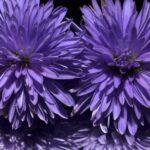 découvrez tout sur l'aster, une plante vivace aux fleurs étoilées parfaite pour embellir jardins et balcons. conseils de culture, entretien et variétés populaires.