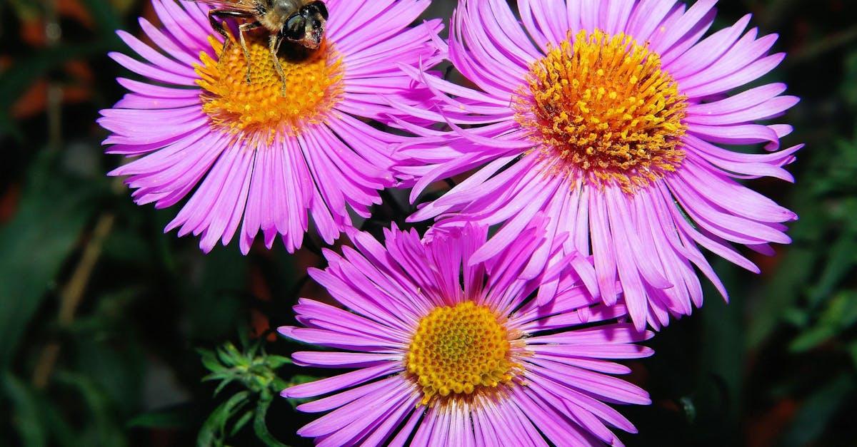 découvrez tout sur l'aster, une fleur colorée idéale pour embellir vos jardins. conseils de plantation, entretien et variétés populaires d'asters pour une floraison réussie.