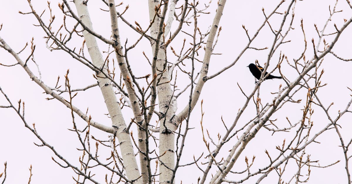 découvrez tout sur le blackbird, cet oiseau emblématique au chant mélodieux. informations, habitat, alimentation et caractéristiques fascinantes sur le merle noir.