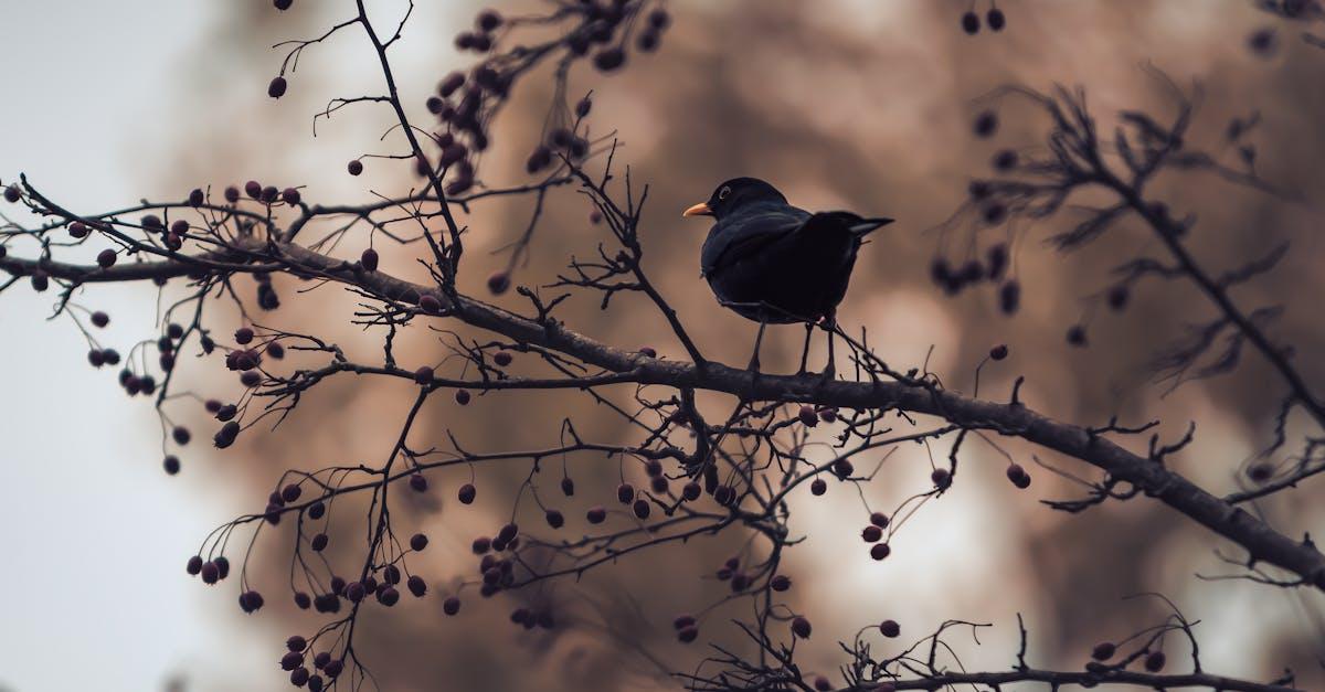 découvrez tout sur le blackbird, cet oiseau mystérieux à la mélodie envoûtante. informations, habitat, comportement et curiosités sur le merle noir dans notre guide complet.