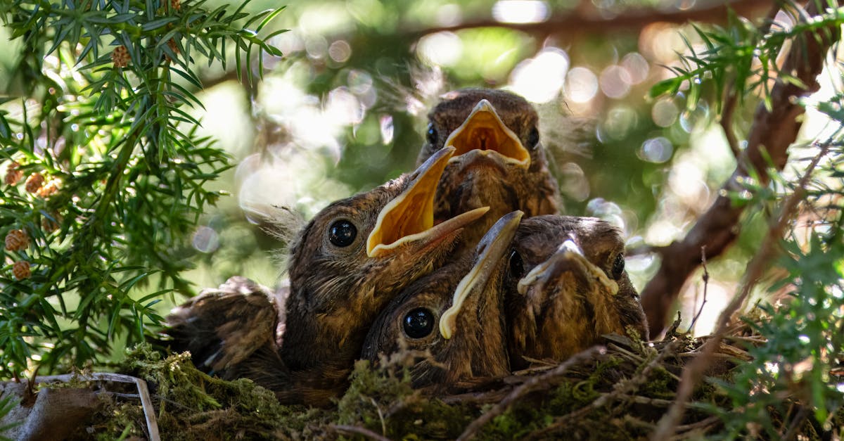 découvrez tout sur le blackbird, l'oiseau emblématique au plumage noir et au chant mélodieux. habitats, alimentation, comportements et curiosités sur le merle noir dans cet article complet.