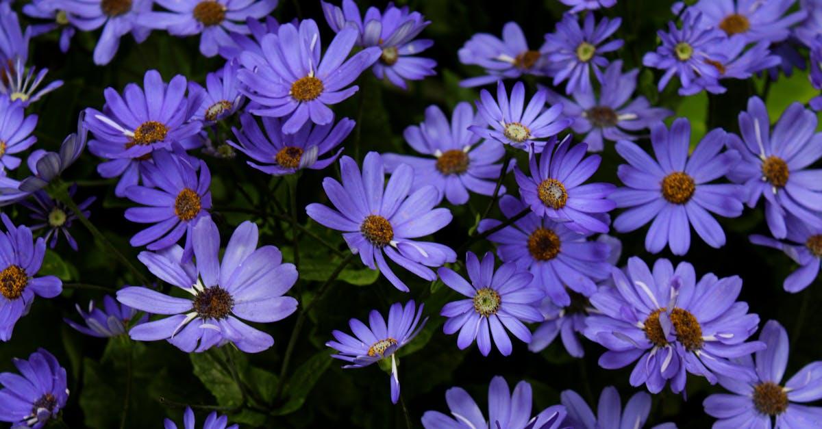 découvrez la beauté des jardins botaniques : des espaces dédiés à la conservation des plantes, à l'éducation et à la détente, parfaits pour les amateurs de nature et de biodiversité.