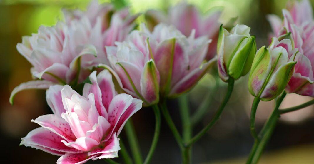 découvrez la beauté des jardins botaniques : explorez une incroyable diversité de plantes, admirez des paysages enchanteurs et profitez d’une escapade nature unique au cœur de la ville.