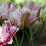 Découvrez les joyaux botaniques des Côtes d'Armor : 10 parcs et jardins à explorer découvrez la beauté des jardins botaniques : explorez une incroyable diversité de plantes, admirez des paysages enchanteurs et profitez d’une escapade nature unique au cœur de la ville.