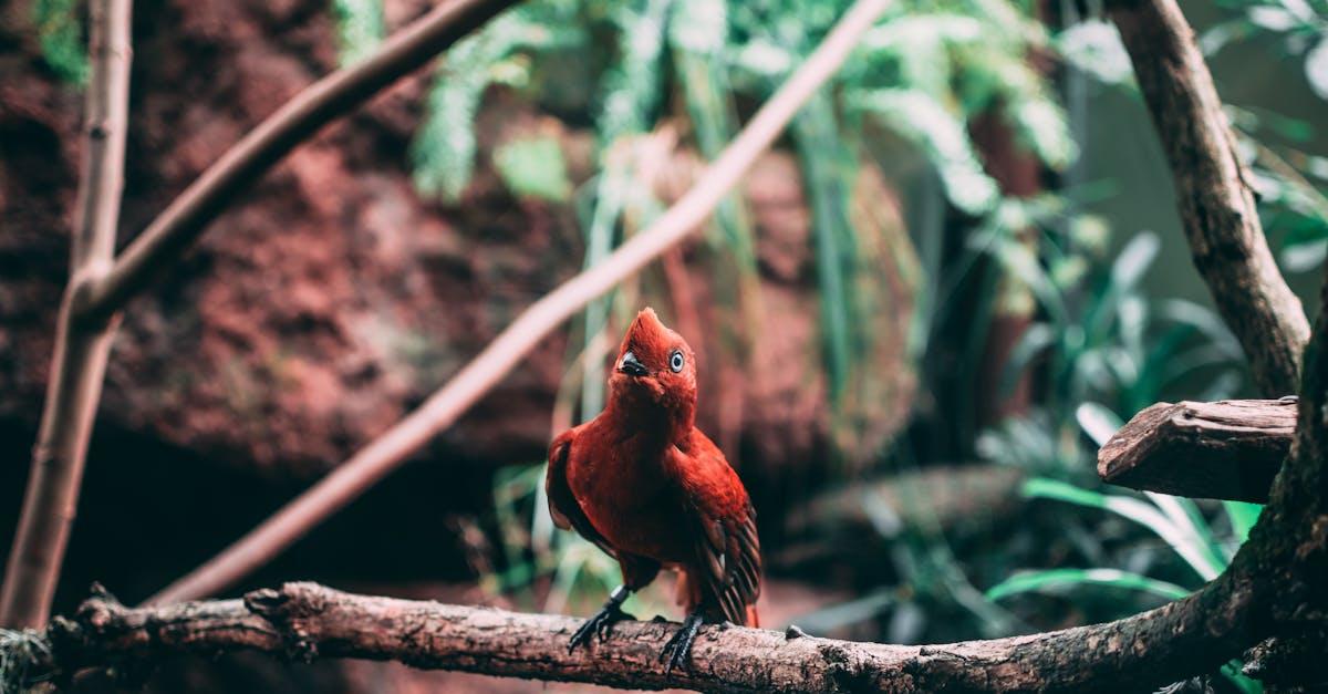 découvrez l’univers fascinant des jardins botaniques : explorez des collections rares de plantes, promenez-vous parmi la flore exotique et locale, et profitez d’un moment de détente au cœur de la nature.