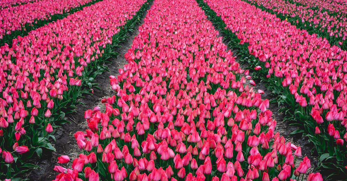 découvrez les meilleures méthodes de culture des bulbes pour un jardin fleuri et coloré. conseils pratiques, choix des variétés et astuces d’entretien pour réussir la plantation de bulbes toute l’année.