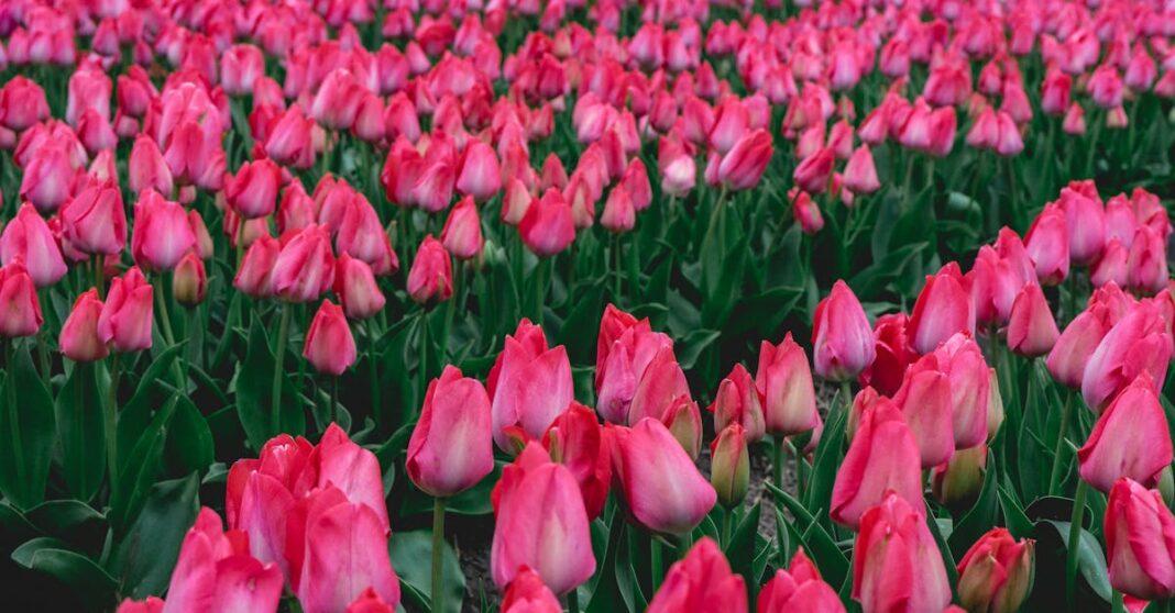 découvrez les meilleures pratiques pour la culture des bulbes : conseils de plantation, arrosage, entretien et astuces pour obtenir des fleurs éclatantes dans votre jardin.