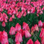 Découvrez tout ce qu'il faut savoir sur la culture des bulbes découvrez les meilleures pratiques pour la culture des bulbes : conseils de plantation, arrosage, entretien et astuces pour obtenir des fleurs éclatantes dans votre jardin.