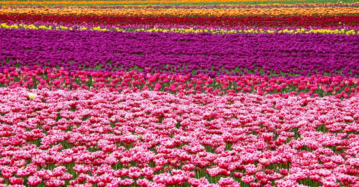 découvrez les meilleures méthodes pour cultiver des bulbes : conseils pratiques, choix des variétés, plantation, entretien et astuces pour obtenir de magnifiques floraisons toute l'année.