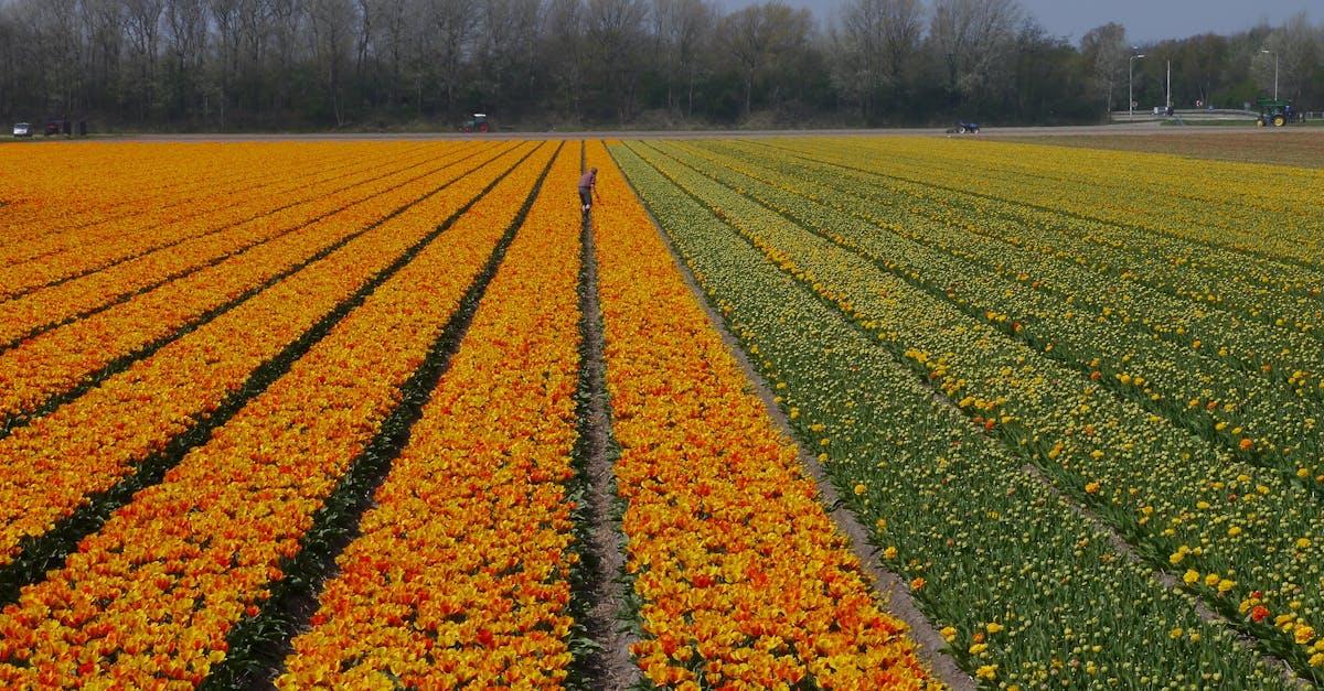 découvrez les meilleures techniques et astuces pour la culture des bulbes en jardinage : plantation, entretien, choix des variétés et conseils pour une floraison éclatante toute l'année.