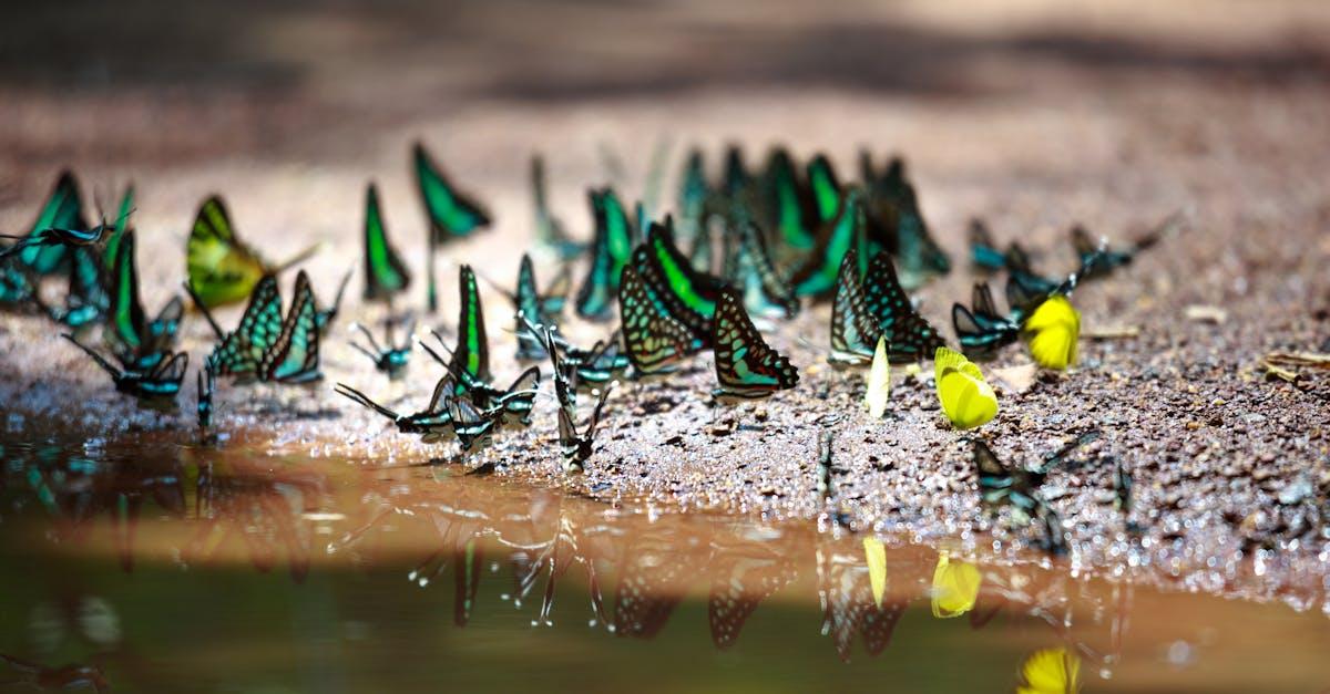 découvrez tout sur les papillons : beauté, cycle de vie, habitats et conseils pour les observer ou les protéger dans la nature.