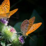 Identifier les papillons qui embellissent votre jardin découvrez le monde fascinant des papillons : leur cycle de vie, leurs couleurs éclatantes et leur rôle essentiel dans la nature. apprenez-en plus sur ces insectes gracieux et leur importance pour l'environnement.