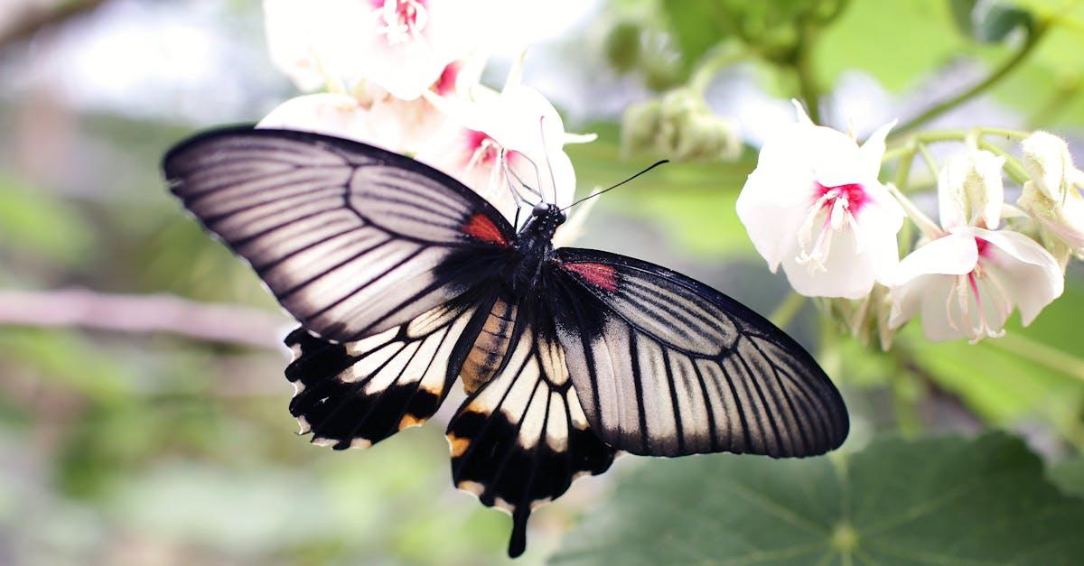 découvrez le monde fascinant des papillons : leur beauté, leur cycle de vie, leurs habitats et leur rôle essentiel dans la nature. explorez des faits surprenants et conseils pour les observer ou les protéger.