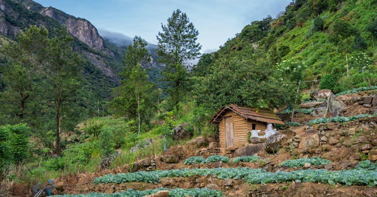 découvrez tout sur les choux : variétés, bienfaits pour la santé, astuces de culture et idées de recettes savoureuses pour les intégrer à votre alimentation au quotidien.