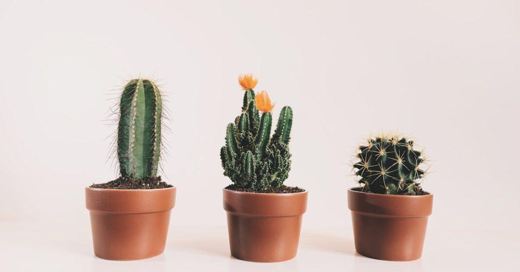 découvrez tout sur les cacti : conseils d'entretien, variétés populaires, astuces de culture et idées déco pour sublimer votre intérieur avec ces plantes résistantes et faciles à vivre.