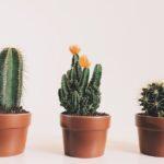 découvrez tout sur les cacti : conseils d'entretien, variétés populaires, astuces de culture et idées déco pour sublimer votre intérieur avec ces plantes résistantes et faciles à vivre.