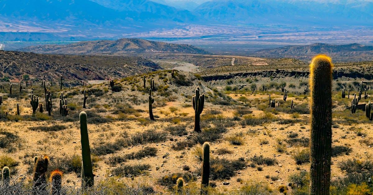 découvrez cacti, une application open source puissante pour la surveillance réseau et la création de graphiques, idéale pour visualiser et analyser la performance de vos infrastructures informatiques.