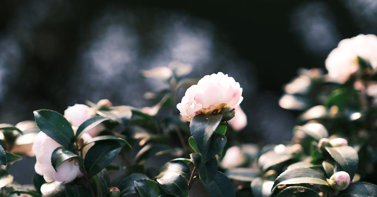 découvrez tout sur les camélias : origine, conseils de plantation, entretien, floraison et variétés pour un jardin éclatant de couleurs toute l'année.