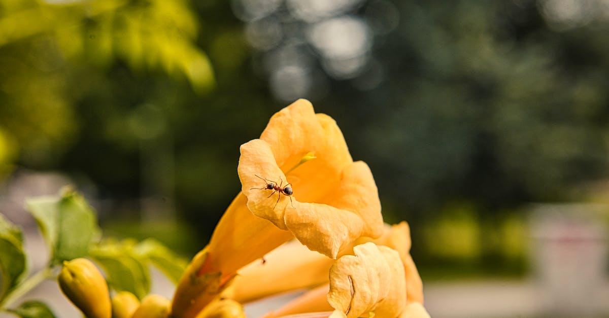 découvrez tout sur la campsis, une plante grimpante à fleurs spectaculaires. conseils de culture, entretien et idées pour sublimer votre jardin avec cette liane colorée et facile à cultiver.