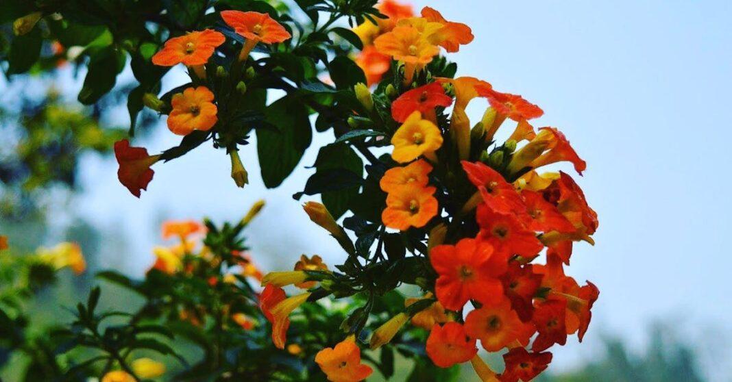 découvrez tout sur la campsis, une plante grimpante spectaculaire aux fleurs en trompette, idéale pour embellir jardins et façades. conseils de culture, entretien et floraison.