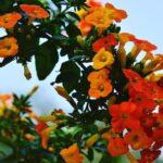 La bignone : une plante grimpante adaptable à tous les environnements ! découvrez tout sur la campsis, une plante grimpante spectaculaire aux fleurs en trompette, idéale pour embellir jardins et façades. conseils de culture, entretien et floraison.